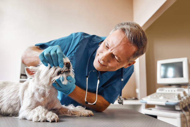 Best Emergency Dentist for Knocked-Out Tooth in Panthersville, GA